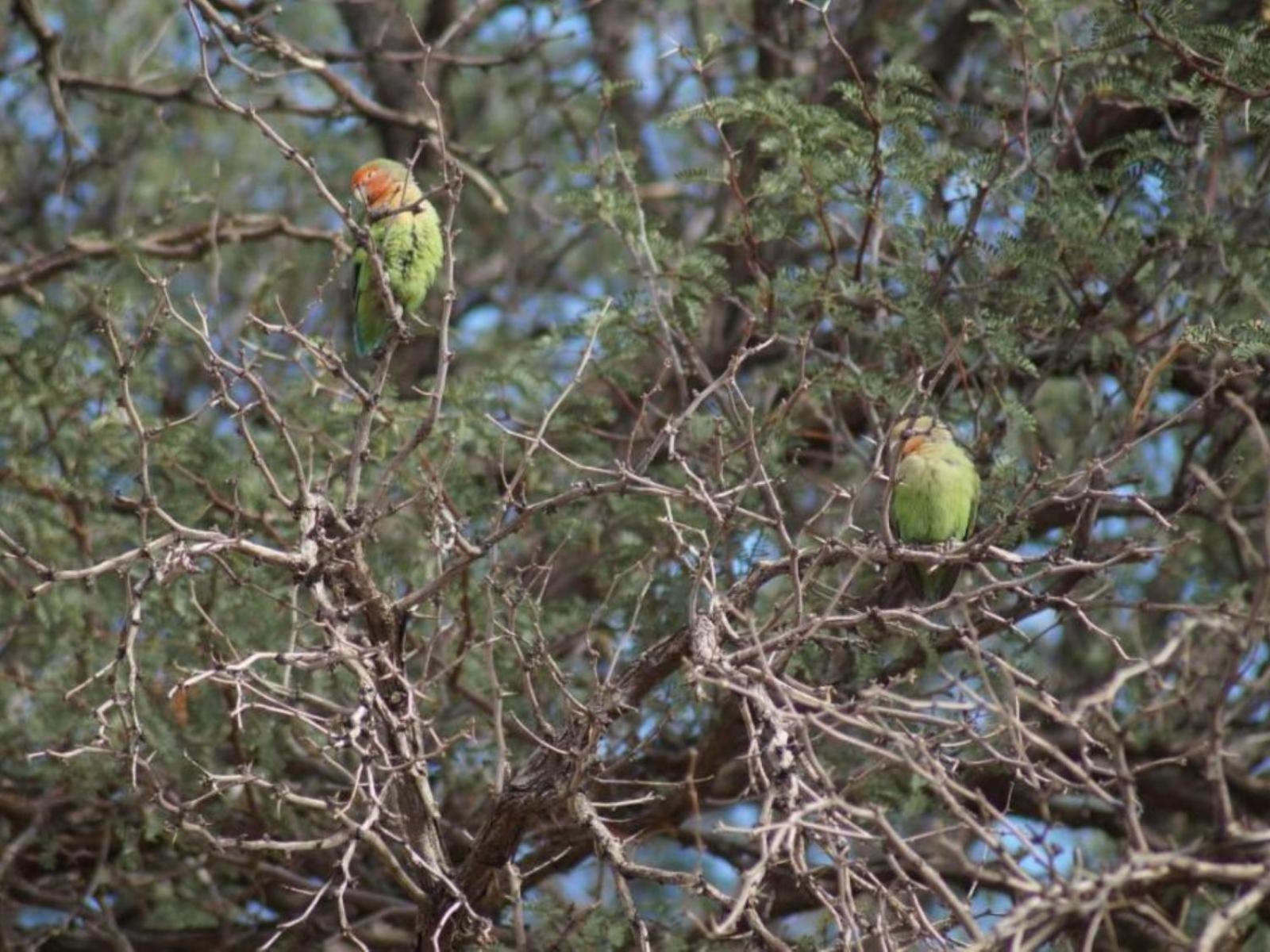 Camp Gecko - Private Nature Reserve; Tented Camp And Campsite 索利泰尔 外观 照片